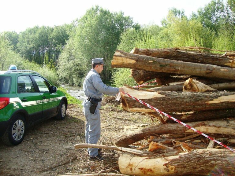 Torrente Emoli, la Forestale blocca i lavori e ottiene il sequestro della legna