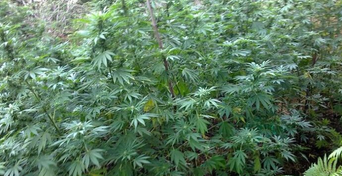 Sequestrata piantagione di marijuana nascosta in un canneto