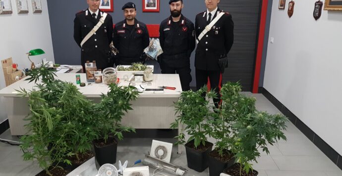 Mirto Crosia, coltivava la marijuana dentro casa: arrestato dai carabinieri