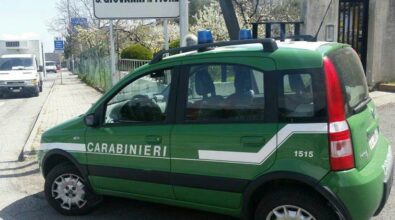 Controlli agroalimentari dei carabinieri Forestali. Sanzioni per 7500 euro