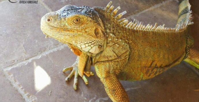 Roggiano Gravina, iguana sotto sequestro: ecco perché