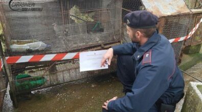 Malvito, i carabinieri forestale denunciano un uomo per furto venatorio