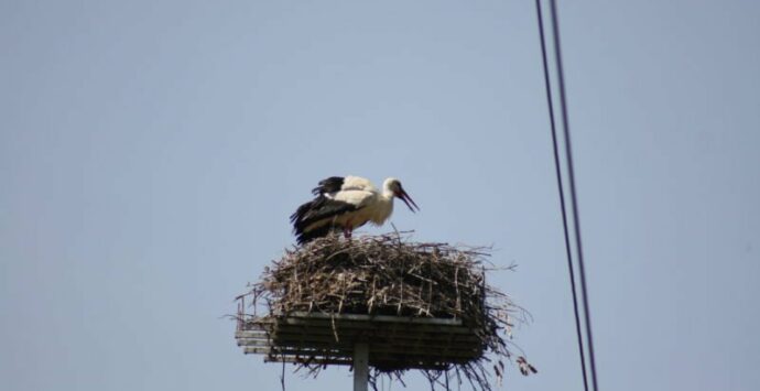 La cicogna bianca nidifica per la prima volta nella Valle dell’Esaro