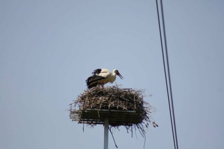 La cicogna bianca nidifica per la prima volta nella Valle dell’Esaro