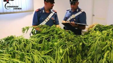 Scoperta piantagione di "marijuana" a San Martino di Finita, due arresti