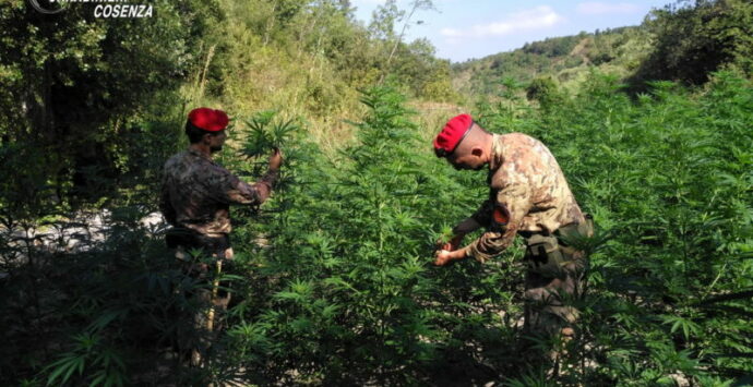 Orsomarso, scoperta coltivazione di marijuana: arrestate due persone