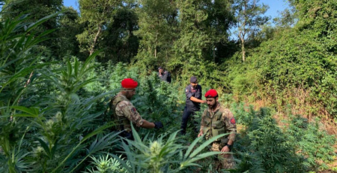 Cetraro, 780 piante di marijuana scoperte dai carabinieri: due arresti
