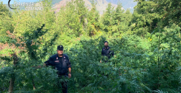 Sangineto, i carabinieri scoprono piantagione di marijuana