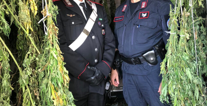 A Bonifati la marijuana “made in Calabria”: arrestati padre e figlio