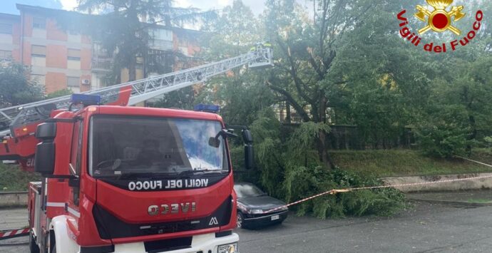 Cade un albero in via degli stadi a Cosenza, nessun ferito