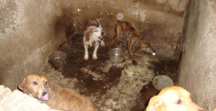 Catanzaro, cani maltrattati in ambienti fatiscenti