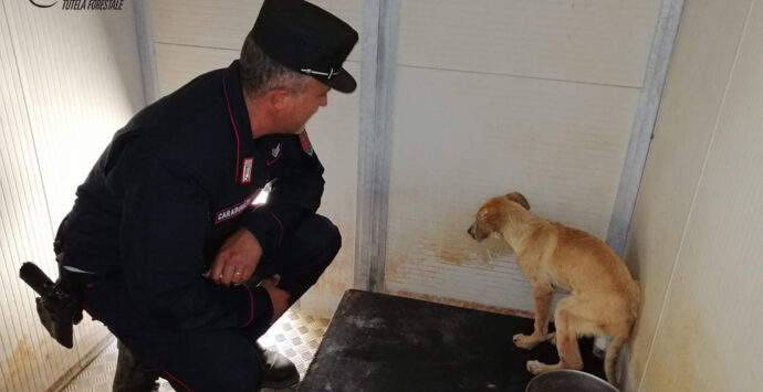 Trebisacce, cane ferito ad una zampa recuperato in campagna dai Carabinieri Forestale