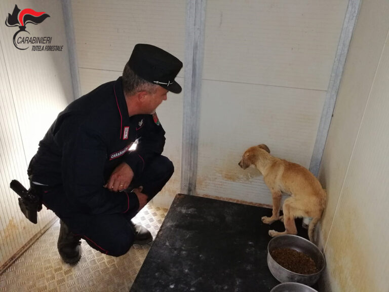 Trebisacce, cane ferito ad una zampa recuperato in campagna dai Carabinieri Forestale