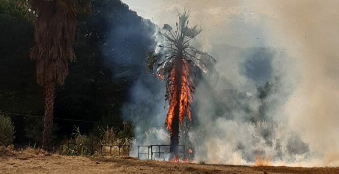 Rende, vasto incendio a Quattromiglia: in fiamme folta vegetazione