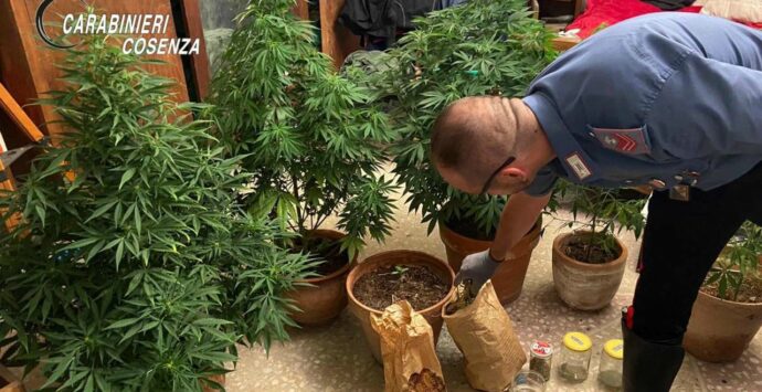 Falconara Albanese, coltivava marijuana nel balcone di casa: 67enne arrestato