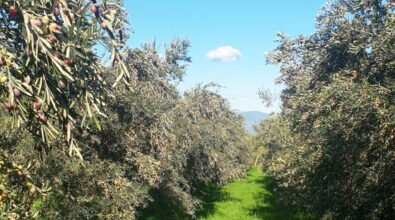 Coldiretti Calabria, è la giornata ulivi Unesco in Calabria 25milioni di piante