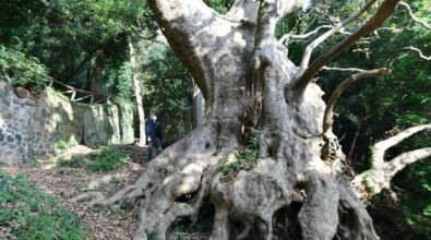 Platano gigante di Curinga, De Caprio: «La biodiversità è una ricchezza da tutelare»
