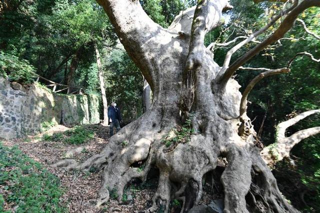 Platano gigante di Curinga, De Caprio: «La biodiversità è una ricchezza da tutelare»