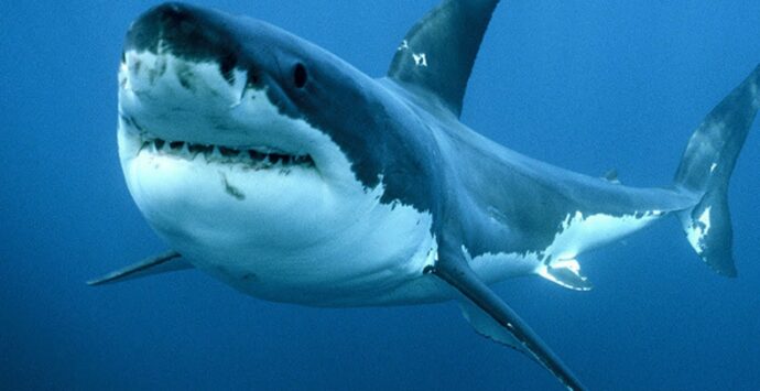 Tutela degli squali, il ricercatore Emilio Sperone membro dello Sharks specialist group