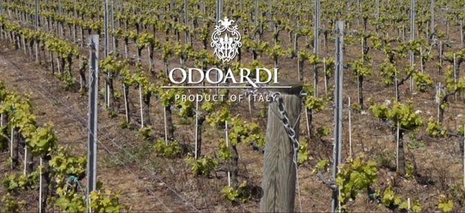 Sequestro azienda vinicola “Odoardi”, la Cassazione annulla con rinvio