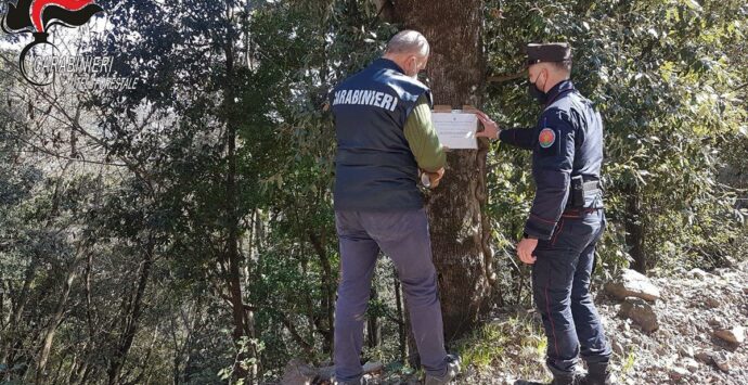 I Carabinieri forestale sequestrano un bosco a Malvito