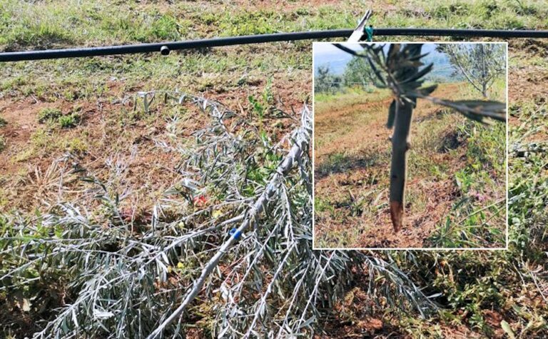 La Coldiretti Calabria ripianterà 200 piante di ulivo distrutte