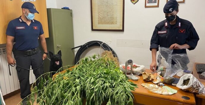 San Vincenzo la Costa: Carabinieri scoprono coltivazione di marijuana