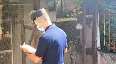 Rende, deteneva avifauna protetta illegalmente: denunciato