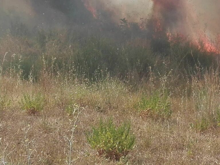 Da Longobucco a Mendicino, gli incendi devastano la provincia di Cosenza