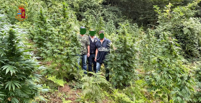 Fuscaldo, rinvenuta dalla Polizia di Stato una piantagione di marijuana