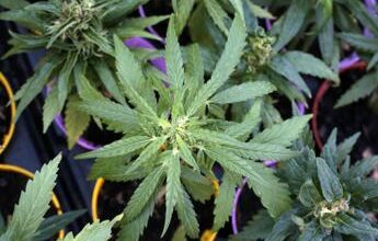 Cannabis, referendum: “In 48 ore oltre 220mila firme”