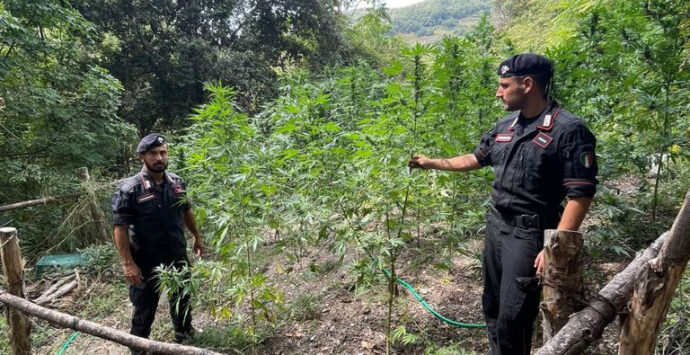 Cetraro, i Carabinieri distruggono una coltivazione di 400 piante di Marijuana