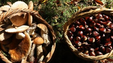 Castagne e funghi, a Cerisano rivivono le antiche tradizioni