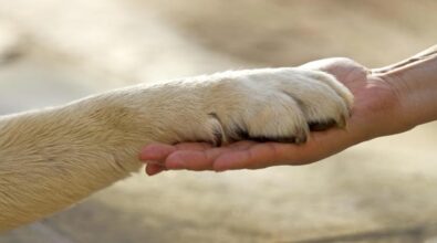 Tortora, un parco per accogliere cani randagi: l’associazione “Salvami” lancia una raccolta fondi