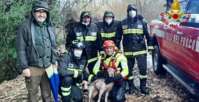 Cerisano, cane cade in un torrente: salvato dai pompieri (VIDEO)
