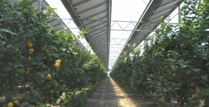 La transizione ecologica passa da Scalea, la coltivazione si fa rivoluzionaria con l’agro-fotovoltaico