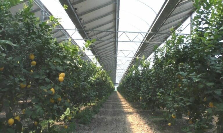 La transizione ecologica passa da Scalea, la coltivazione si fa rivoluzionaria con l’agro-fotovoltaico