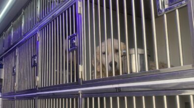 LA STORIA | Da Cosenza all’Ucraina per salvare una donna e i suoi 19 cani: «Così li abbiamo portati in Italia» – VIDEO E FOTOGALLERY