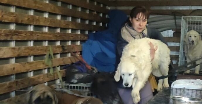 LA STORIA | Da Cosenza all’Ucraina per salvare una donna e i suoi 19 cani: «Così li abbiamo portati in Italia» – VIDEO E FOTOGALLERY