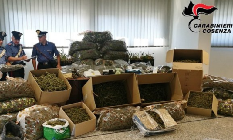 Deteneva quasi due quintali di marijuana a Lattarico, condannato Natale Ruà