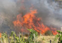 Soltanto ieri 110 incendi in Calabria. L’ultimo a Mendicino