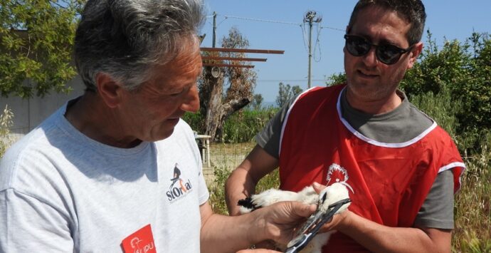 Lipu Rende, al via l’iniziativa “Un nome per la cicogna”: inanellati i primi esemplari – VIDEO E FOTO