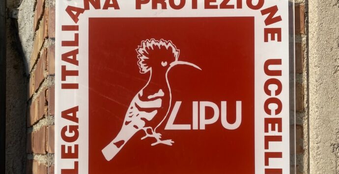 Lipu Rende, al via l’iniziativa “Un nome per la cicogna”: inanellati i primi esemplari – VIDEO E FOTO