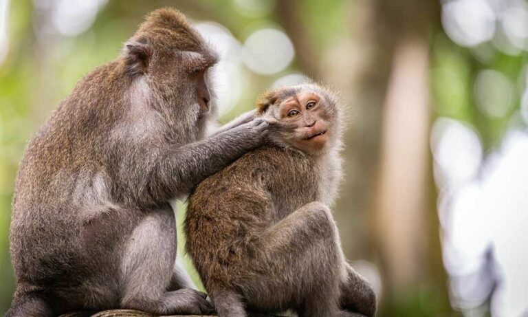 Vaiolo delle scimmie, primo caso in Italia: cosa dicono gli esperti?