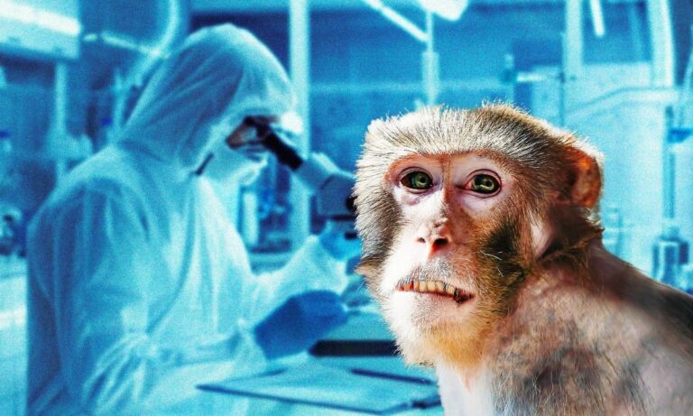 Vaiolo delle scimmie e quarantena: cosa dicono gli esperti