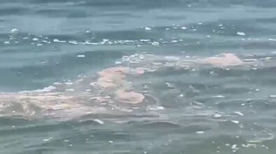 Mare sporco, Arpacal installa 100 campionatori su tutta la costa calabrese: «C’è tanto da fare»