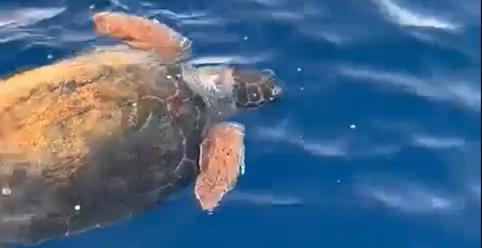 Una splendida tartaruga gigante nuota nelle acque di Corigliano-Rossano – VIDEO