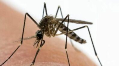 Venti virus «potenzialmente pandemici» sorvegliati speciali, il rischio viene dalle zanzare