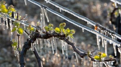 Maltempo, l’allarme di Coldiretti: «Con freddo e gelo a rischio raccolti e spesa»