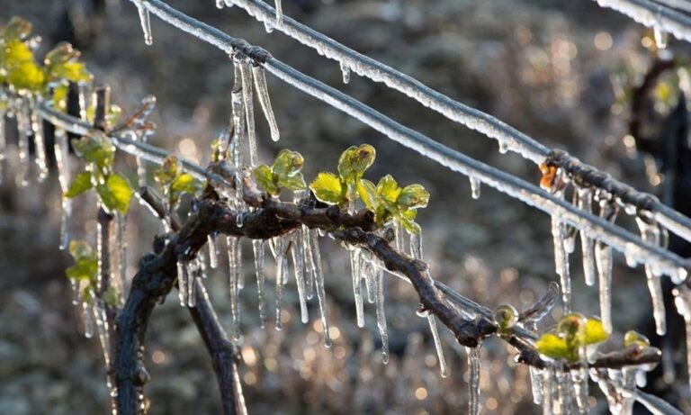 Maltempo, l’allarme di Coldiretti: «Con freddo e gelo a rischio raccolti e spesa»